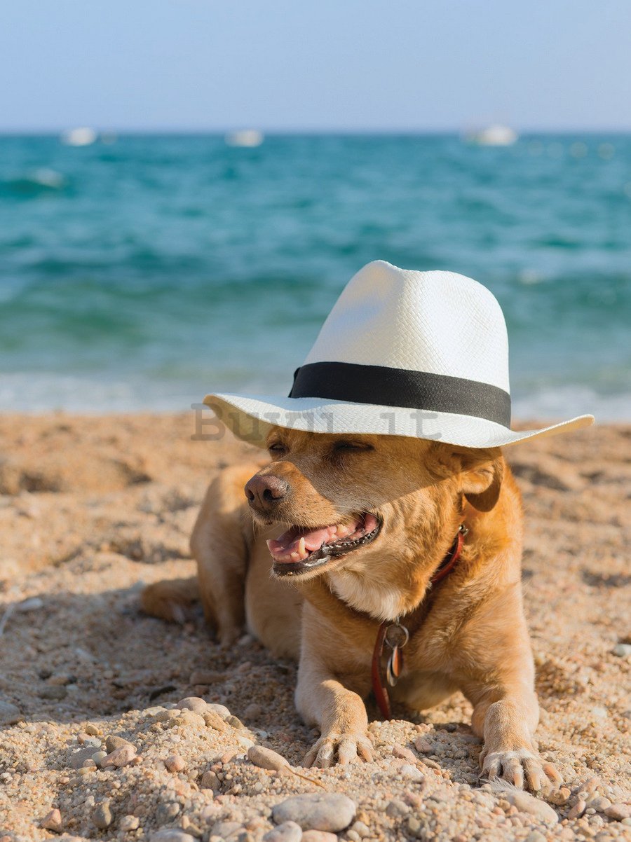 Fotomurale: Cane sulla spiaggia - 254x184 cm