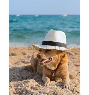 Fotomurale: Cane sulla spiaggia - 254x184 cm