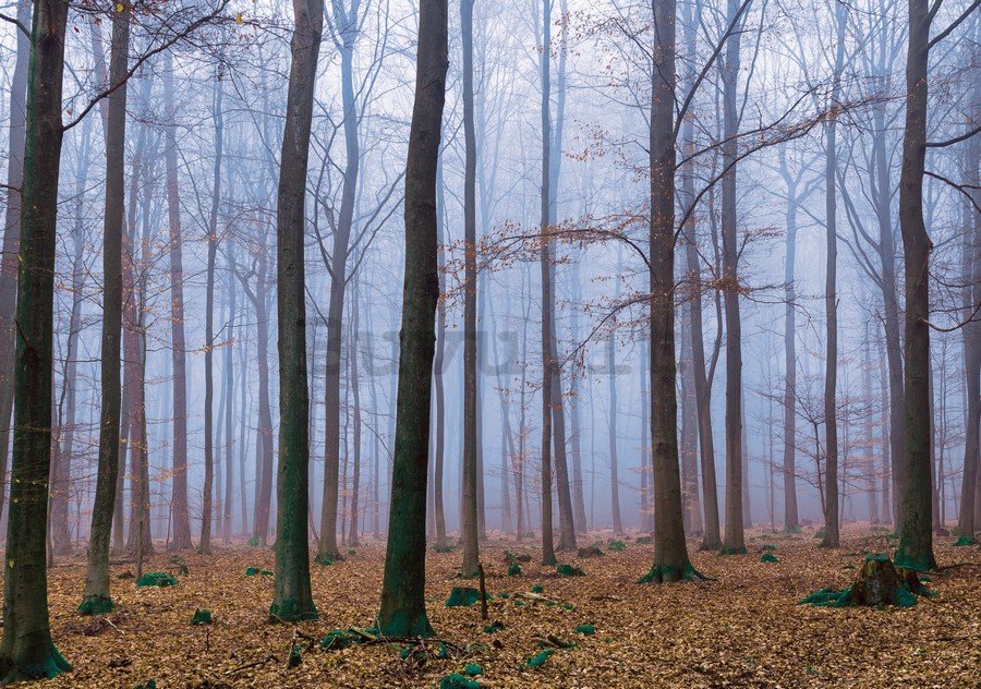Fotomurale: Nebbia nel bosco (1) - 184x254 cm