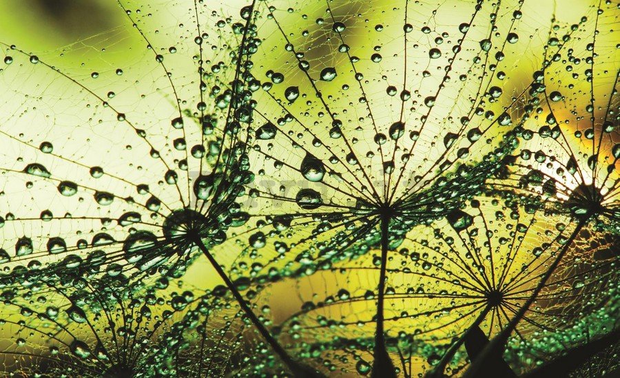 Fotomurale: Gocce di pioggia (2) - 184x254 cm