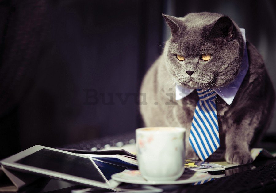 Fotomurale: Gatto (manager) - 254x368 cm