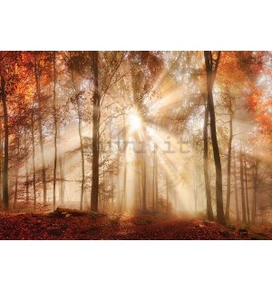Fotomurale: Alba nel bosco - 184x254 cm