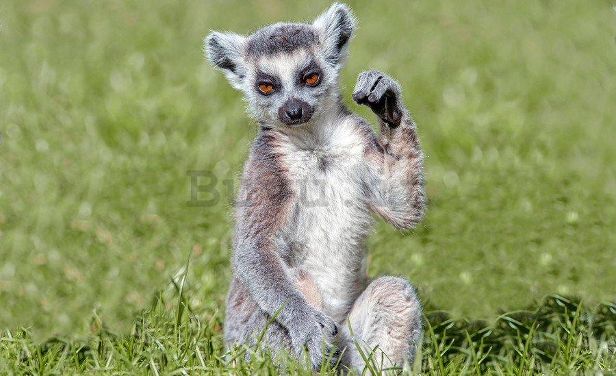 Fotomurale: Lemure - 184x254 cm