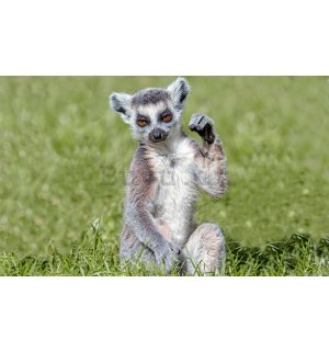 Fotomurale: Lemure - 184x254 cm