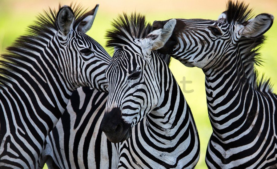 Fotomurale: Zebre (2) - 254x368 cm