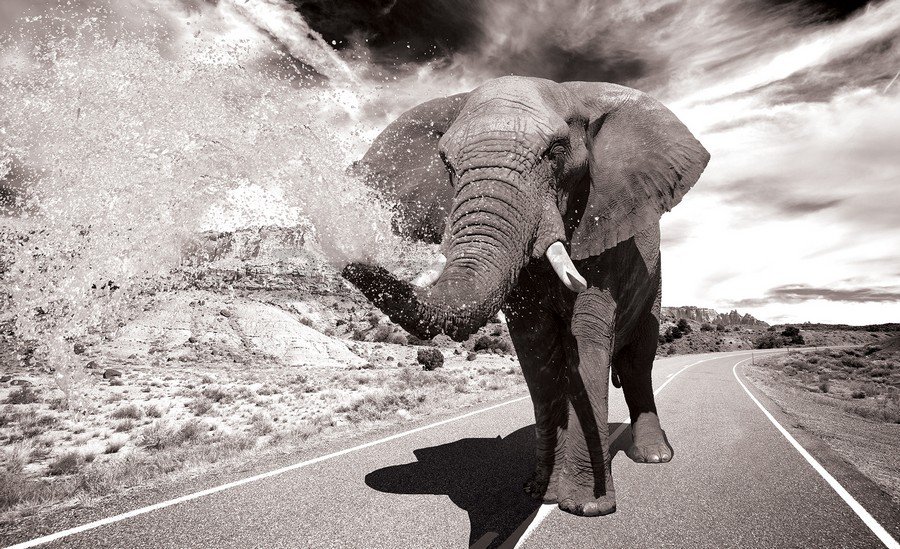 Fotomurale: Elefante (2) - 184x254 cm
