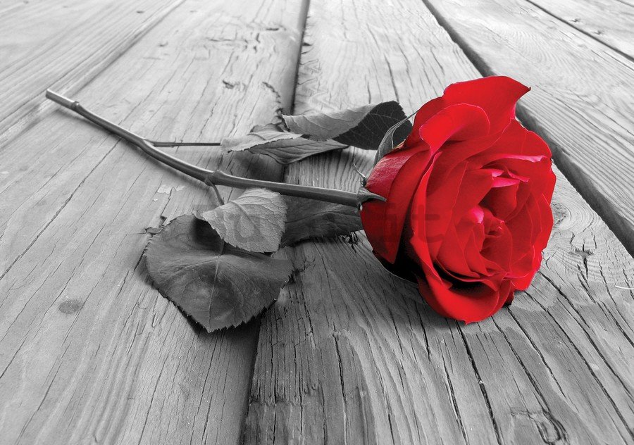 Fotomurale: Rosa rossa - 184x254 cm