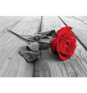 Fotomurale: Rosa rossa - 184x254 cm