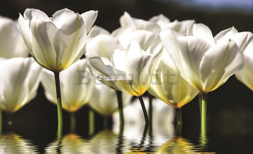 Fotomurale: Tulipani bianchi (2) - 184x254 cm