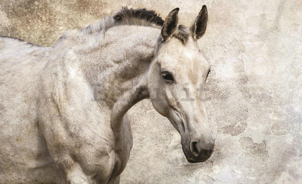 Fotomurale: Cavallo - 184x254 cm