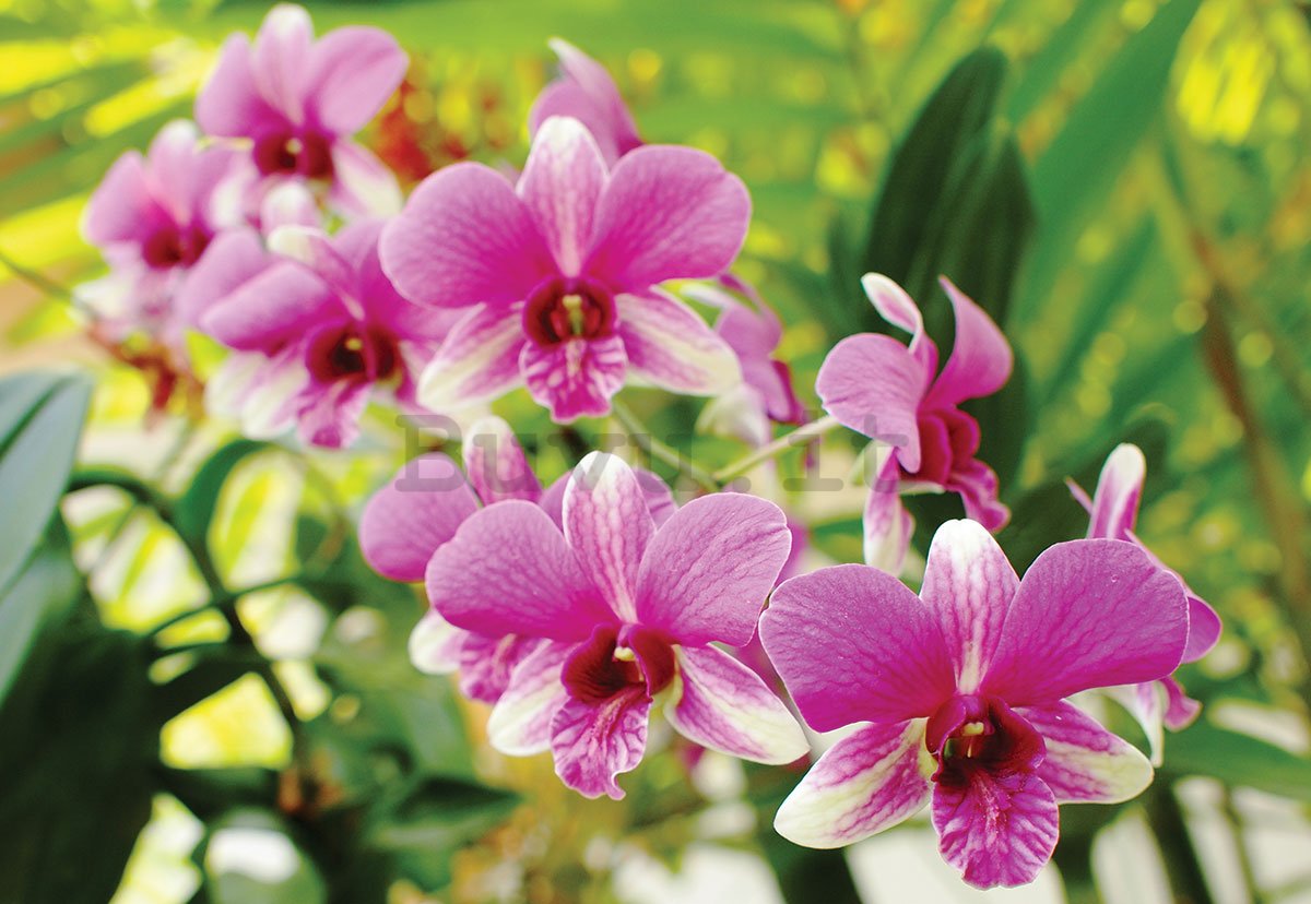 Fotomurale: Orchidea (3) - 184x254 cm