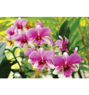 Fotomurale: Orchidea (3) - 184x254 cm
