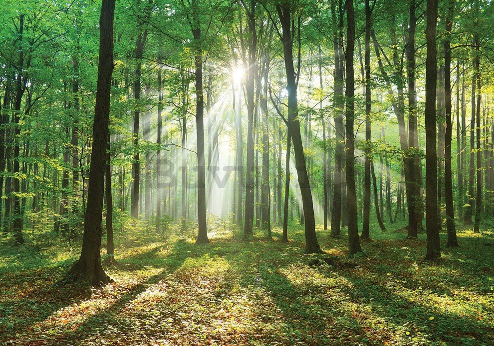 Fotomurale: Sole nel bosco (3) - 184x254 cm