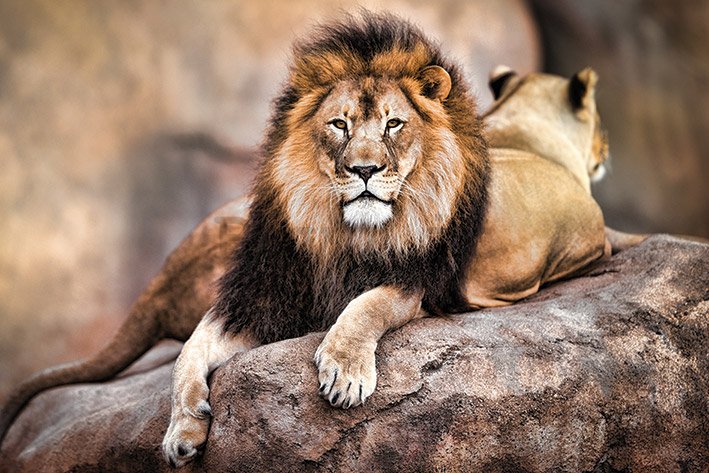 Poster - Il leone reale