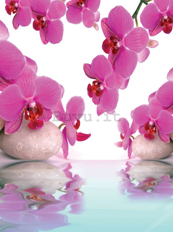 Fotomurale: Orchidea e pietre - 254x184 cm