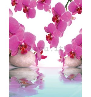 Fotomurale: Orchidea e pietre - 254x184 cm