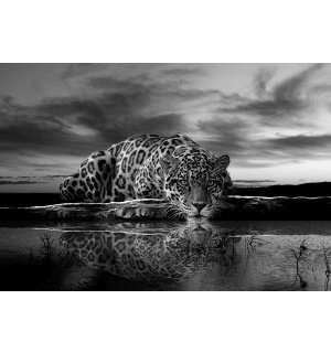 Fotomurale in TNT: Giaguaro (bianco e nero) - 104x152,5 cm