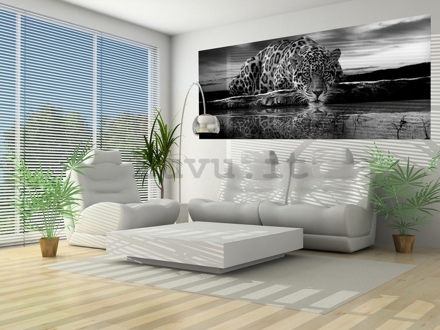 Fotomurale: Giaguaro (bianco e nero) - 104x250 cm