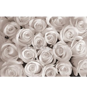 Fotomurale in TNT: Rosa bianca - 184x254 cm