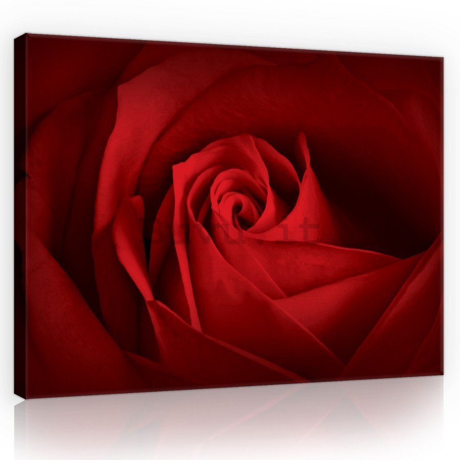 Quadro su tela: Particolare di una rosa rossa - 75x100 cm