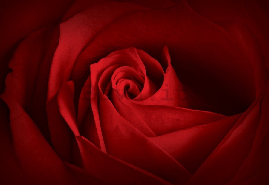 Quadro su tela: Particolare di una rosa rossa - 75x100 cm