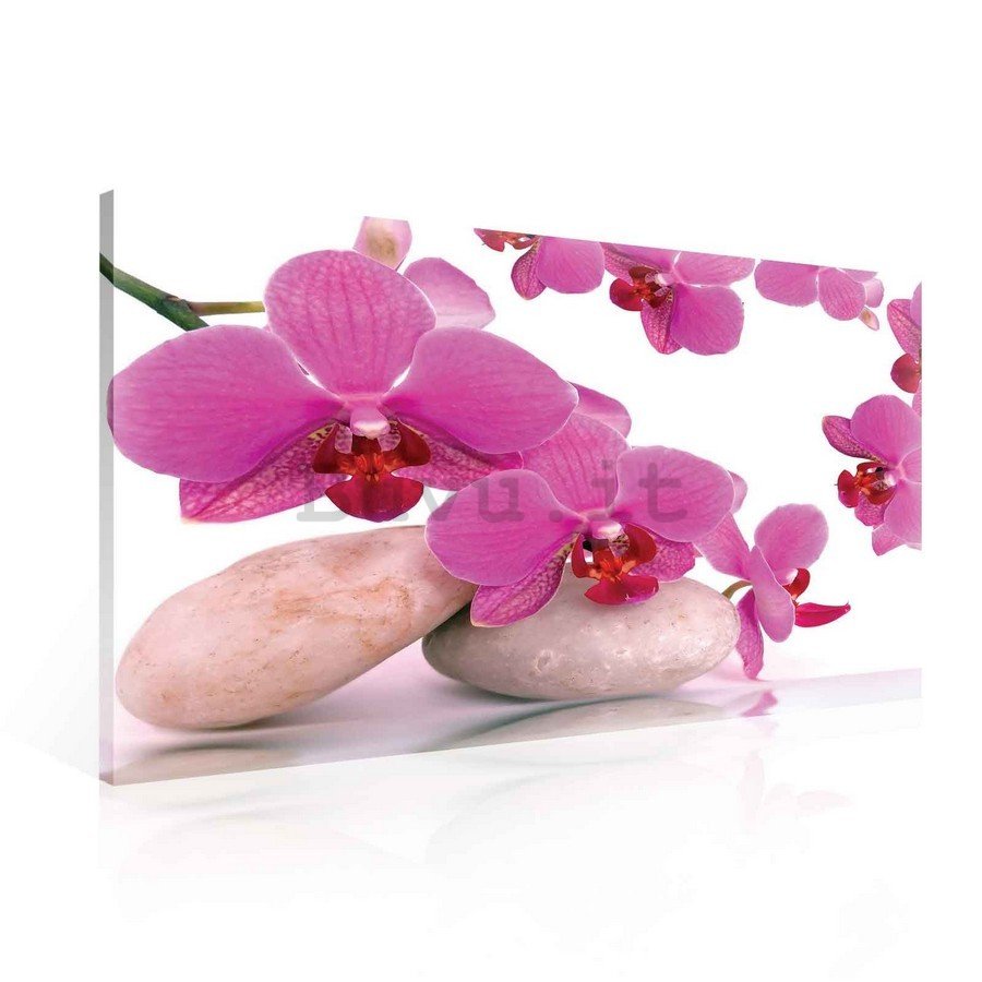Quadro su tela: Orchidea e pietre - 75x100 cm