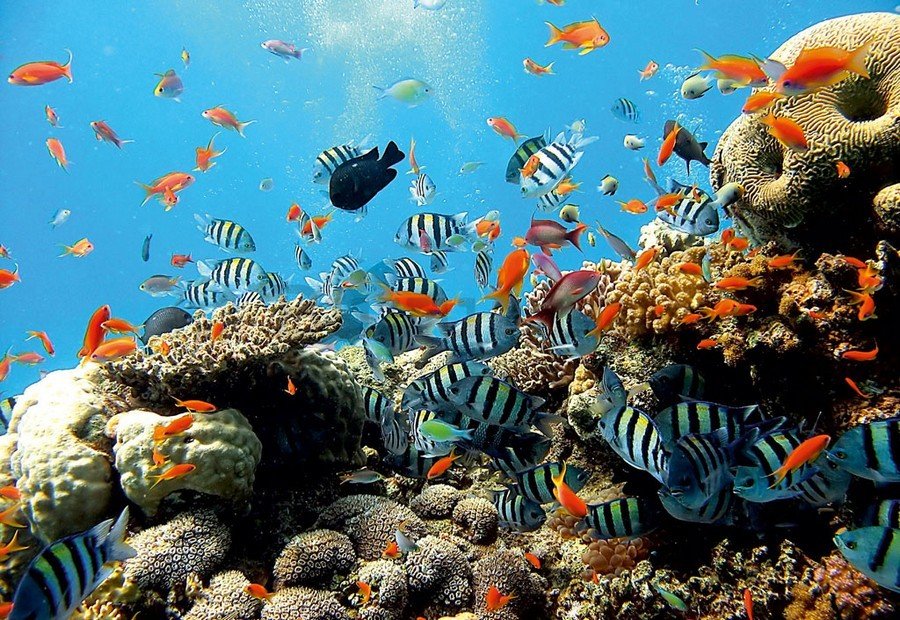 Quadro su tela: Barriera corallina - 75x100 cm