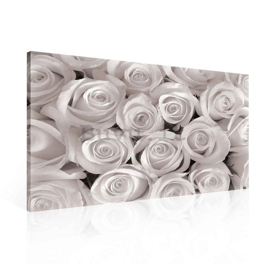 Quadro su tela: Rosa bianca - 75x100 cm