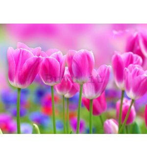 Quadro su tela: Tulipani viola - 75x100 cm