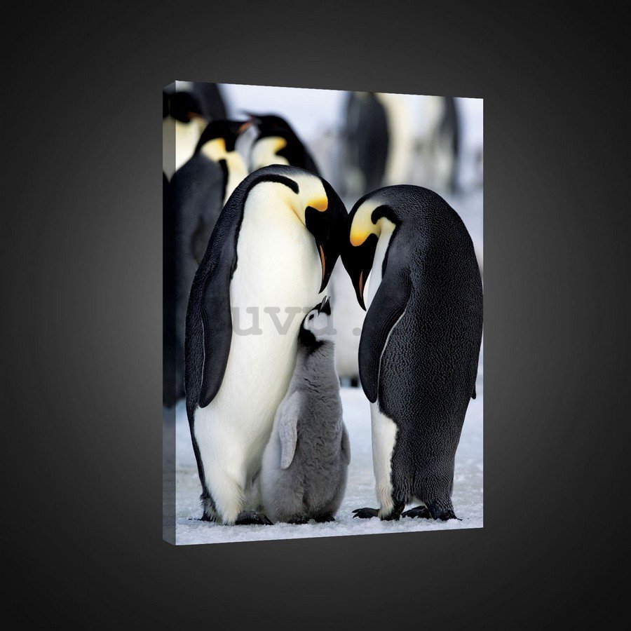 Quadro su tela: Pinguini Caesar (1) - 75x100 cm