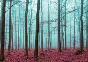 Quadro su tela: Nebbia nel bosco (3) - 75x100 cm