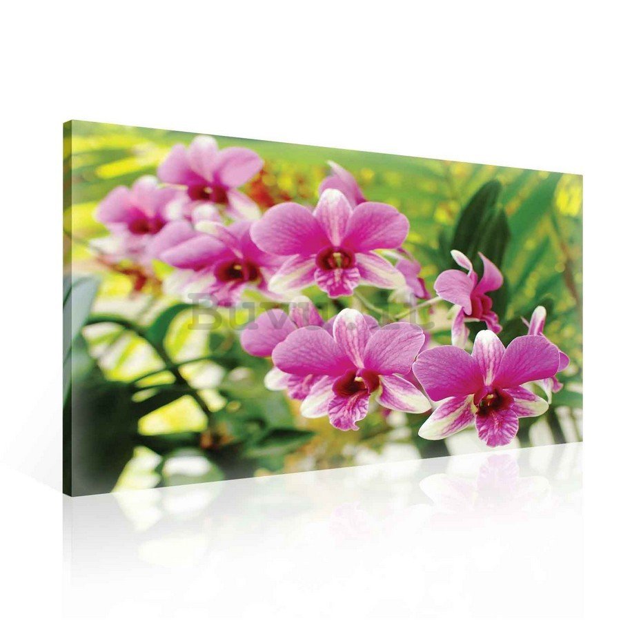 Quadro su tela: Orchidea (3) - 75x100 cm
