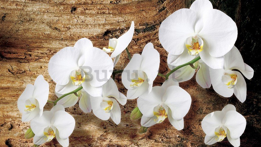 Quadro su tela: Orchidee su legno - 75x100 cm