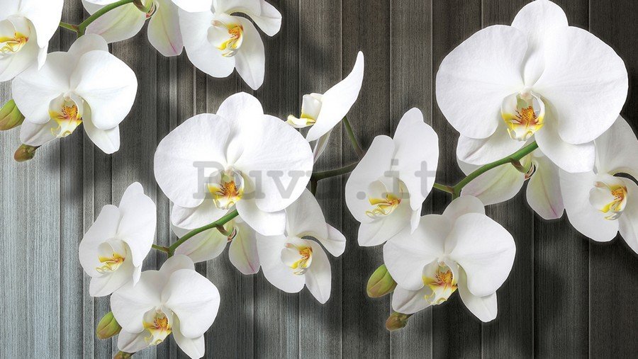 Quadro su tela: Orchidee bianche (3) - 75x100 cm