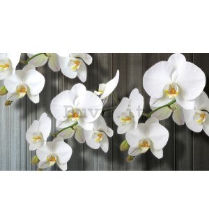 Quadro su tela: Orchidee bianche (3) - 75x100 cm