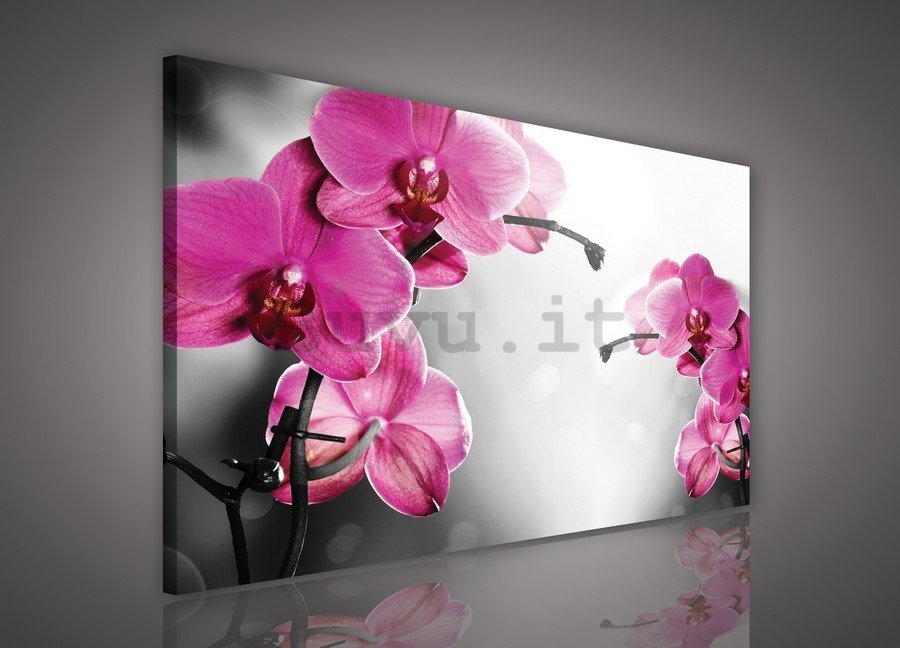 Quadro su tela: Orchidea su sfondo grigio - 75x100 cm