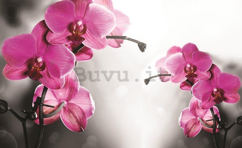Quadro su tela: Orchidea su sfondo grigio - 75x100 cm