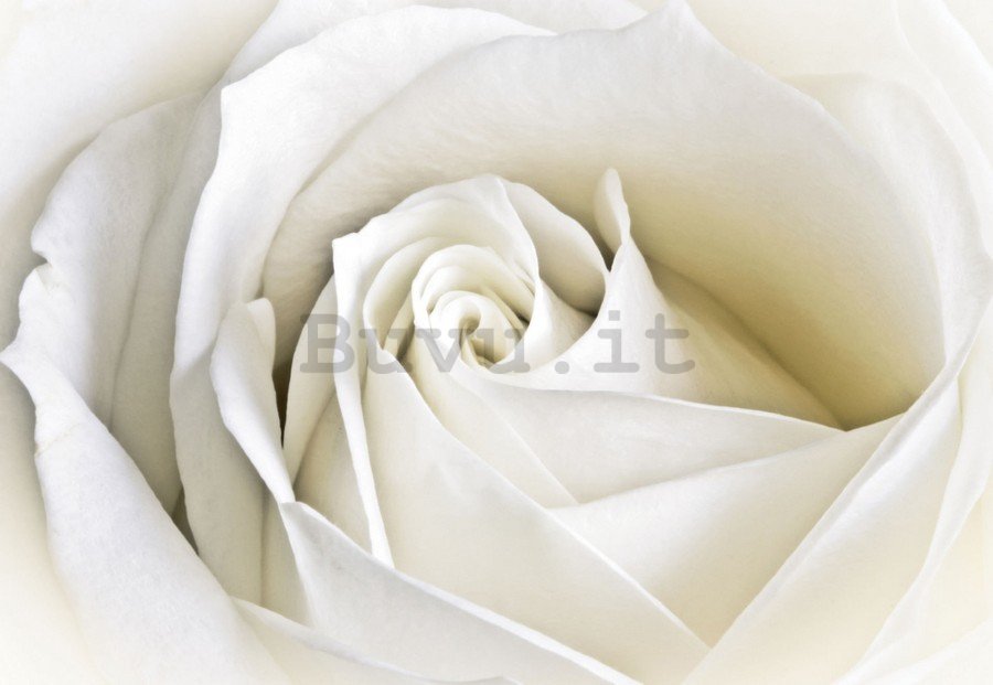 Quadro su tela: Rosa bianca (2) - 75x100 cm