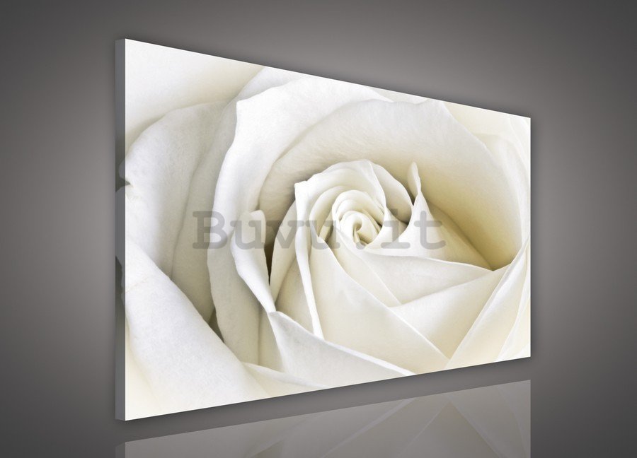 Quadro su tela: Rosa bianca (2) - 75x100 cm
