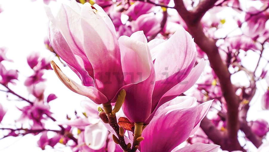 Quadro su tela: Magnolia rosa - 75x100 cm