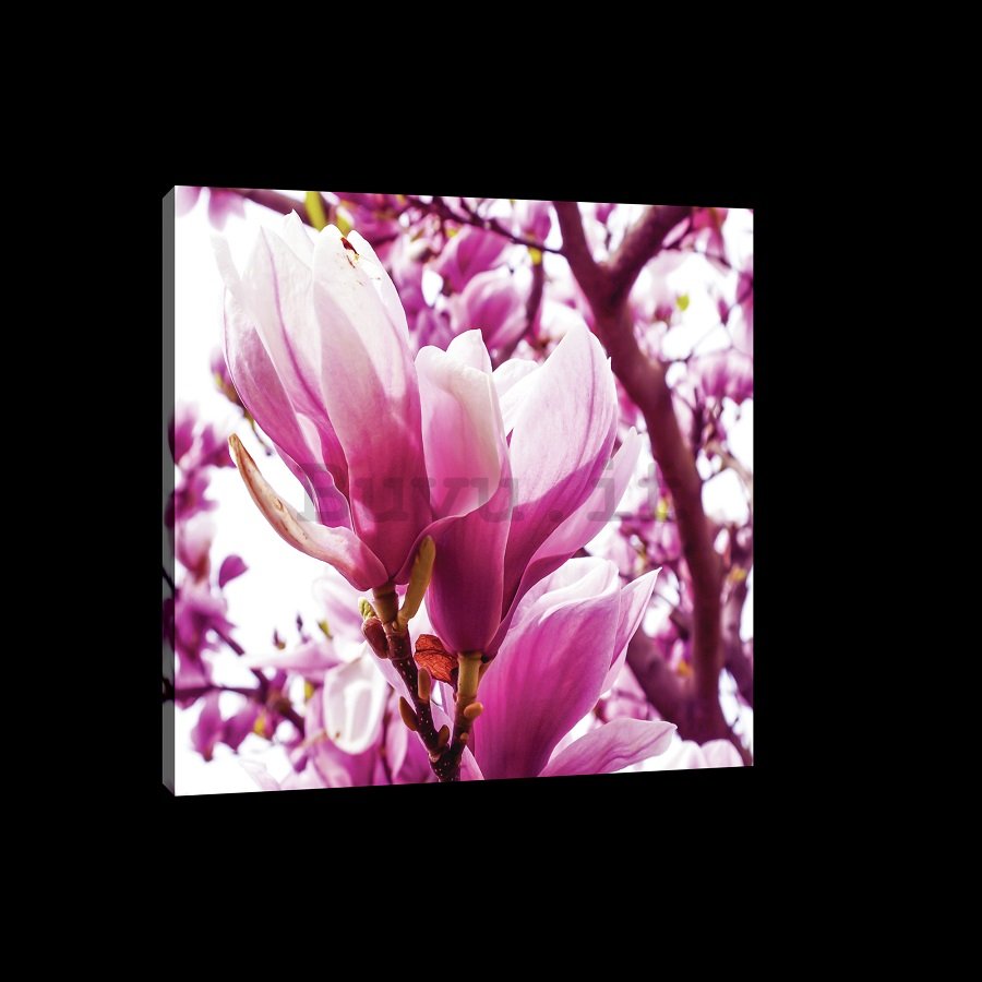 Quadro su tela: Magnolia rosa - 75x100 cm