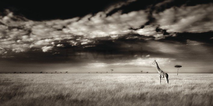 Quadro su tela - Ian Cumming, Masai Mara Giraffe