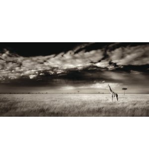 Quadro su tela - Ian Cumming, Masai Mara Giraffe