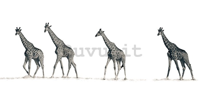 Quadro su tela - Mario Moreno, The Giraffes