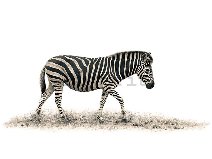 Quadro su tela - Mario Moreno, The Zebra