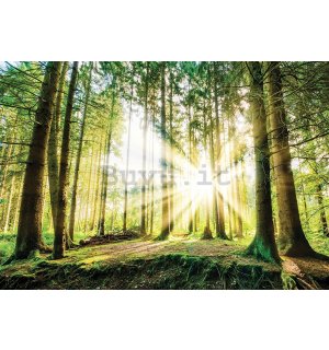 Fotomurale in TNT: Sole nel bosco (2) - 184x254 cm