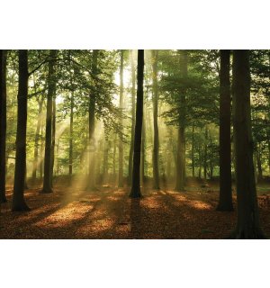Fotomurale in TNT: Sole nel bosco (4) - 104x152,5 cm