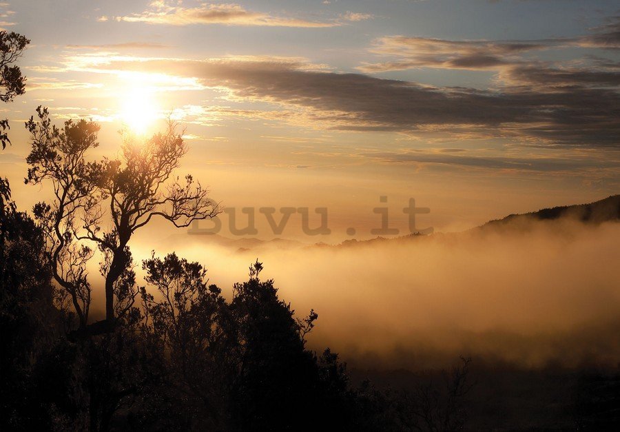 Fotomurale: Alba sulla foresta nebbiosa - 254x368 cm