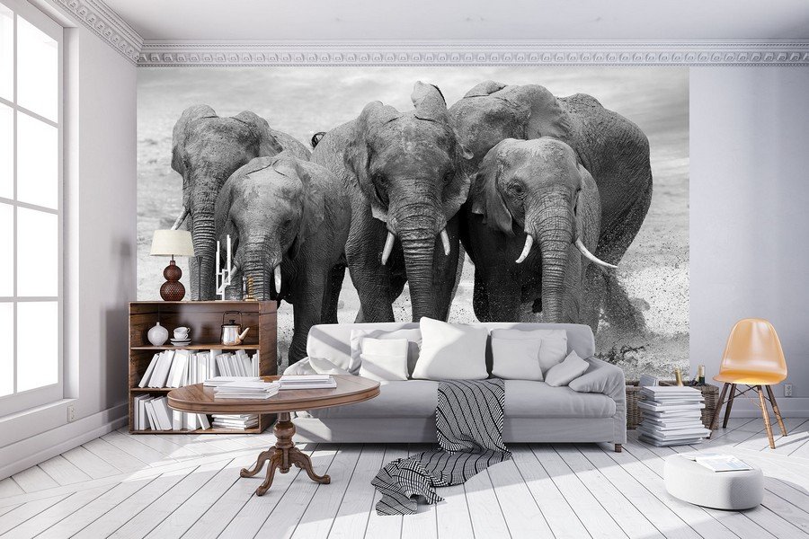 Fotomurale: Elefanti - 184x254 cm