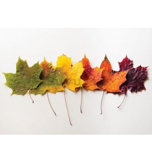 Fotomurale: Foglie in autunno - 184x254 cm